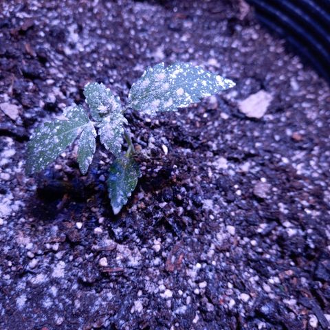 Agostina growlog photo: 1er nudo formado. tamaño medio