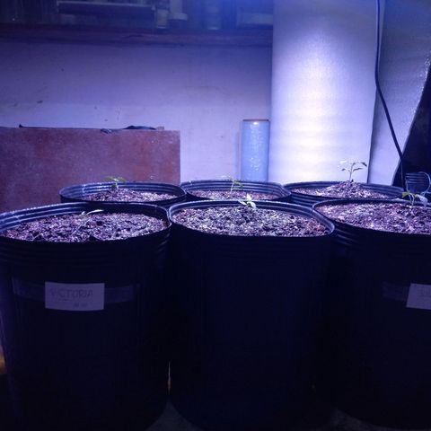 Agostina growlog photo: 23 dias desde germinación 
19 dias en tierra