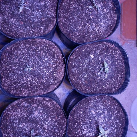 Agostina growlog photo: 23 dias desde germinación 
19 dias en tierra