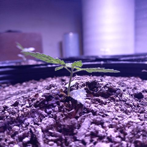 Victoria growlog photo: dia 24 desde germinacion y dia 20 en tierra 