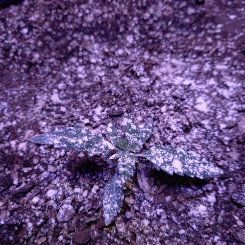 Victoria growlog photo: dia 24 desde germinacion y dia 20 en tierra 