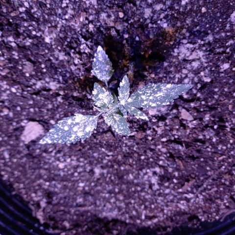 Agostina growlog photo: dia 24 desde germinacion y dia 20 en tierra