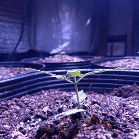 Agostina growlog photo: dia 24 desde germinacion y dia 20 en tierra