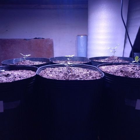 Agostina growlog photo: indoorororo