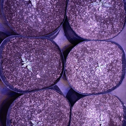 Agostina growlog photo: indoorororo