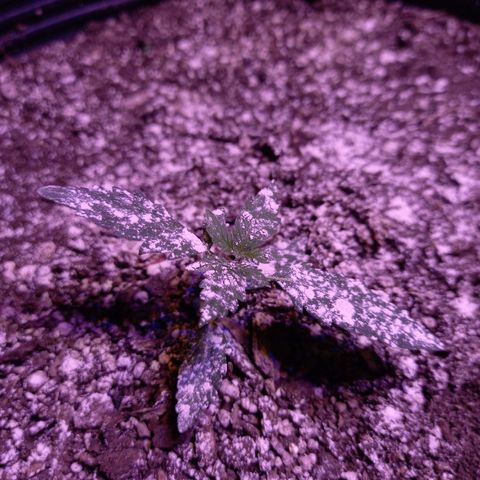 Victoria growlog photo: dia 25 desde germinacion y 21 en tierra.

sin crecer mucho despues de haberle puesto oro negro.