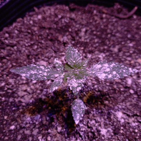 Agostina growlog photo: dia 25 desde germinacion y 21 en tierra.

creciendo lindo