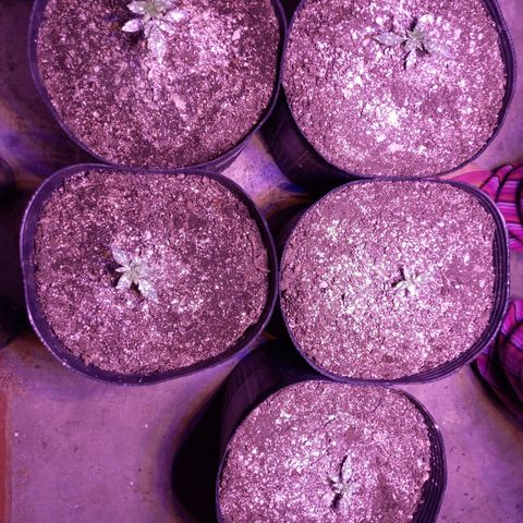 Agostina growlog photo: una soldada menos, espero que solo por hoy