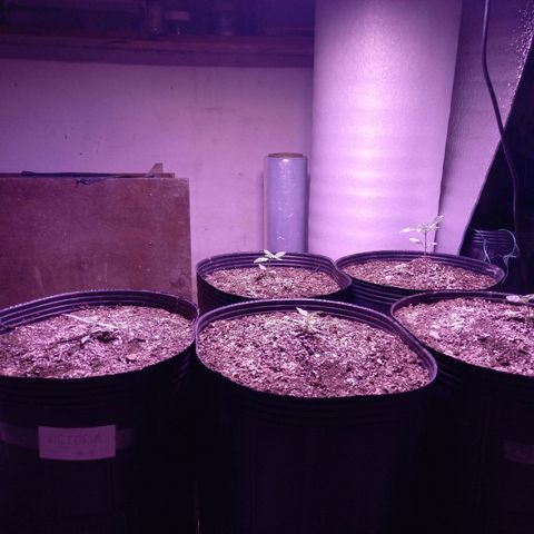 Agostina growlog photo: una soldada menos, espero que solo por hoy