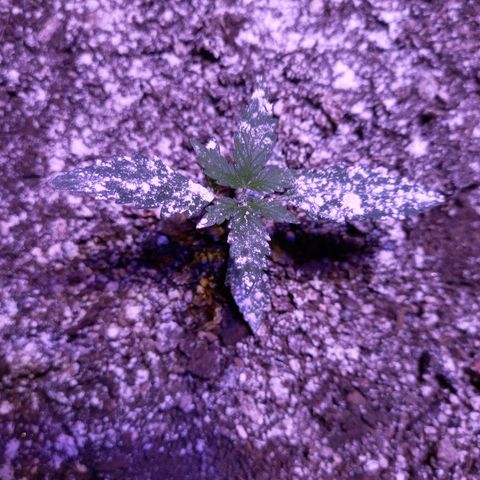 Victoria growlog timeline photo