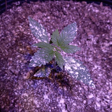 Agostina growlog timeline photo