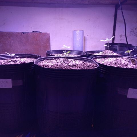 Agostina growlog timeline photo