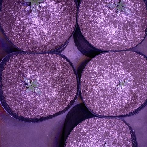 Agostina growlog timeline photo