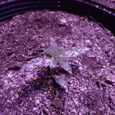 Victoria growlog timeline photo