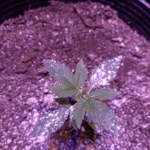 Agostina growlog timeline photo
