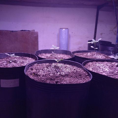 Agostina growlog timeline photo