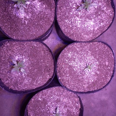 Agostina growlog timeline photo