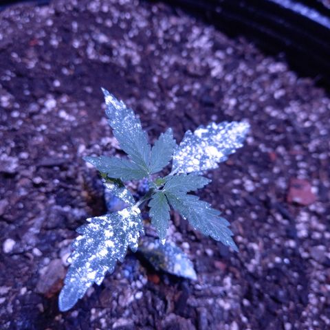 Victoria growlog photo: pasmada