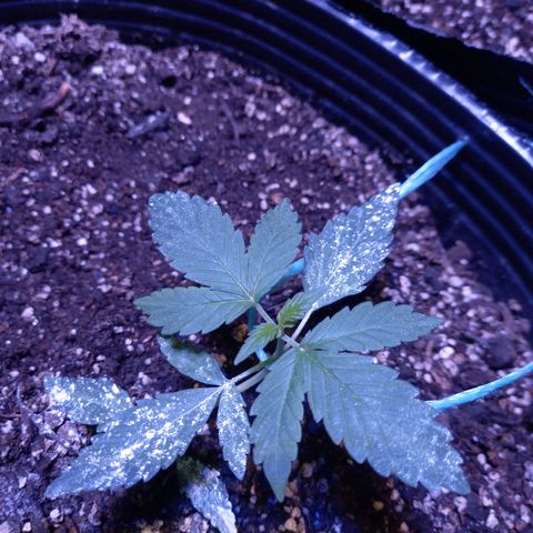 Agostina growlog photo: agosto grande y doblada