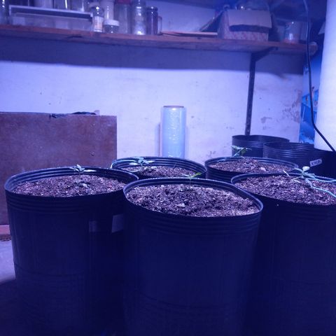 Agostina growlog photo: lst x un lado y pasmadas x otro
29 dias desde germinación y 25 en tierra 