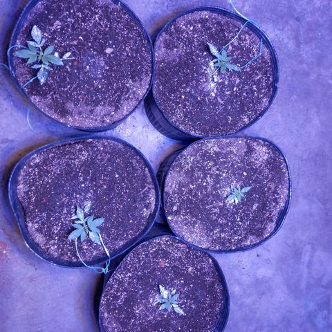 Agostina growlog photo: lst x un lado y pasmadas x otro
29 dias desde germinación y 25 en tierra 