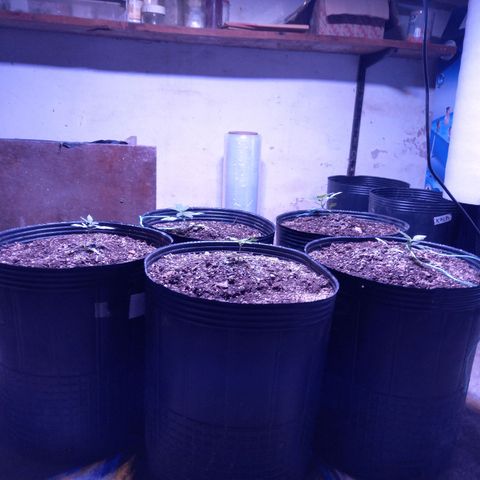 Agostina growlog photo: 31 dias desde germinación.  27 dias en tierra