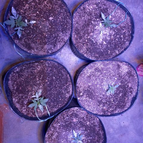 Agostina growlog photo: 31 dias desde germinación.  27 dias en tierra
