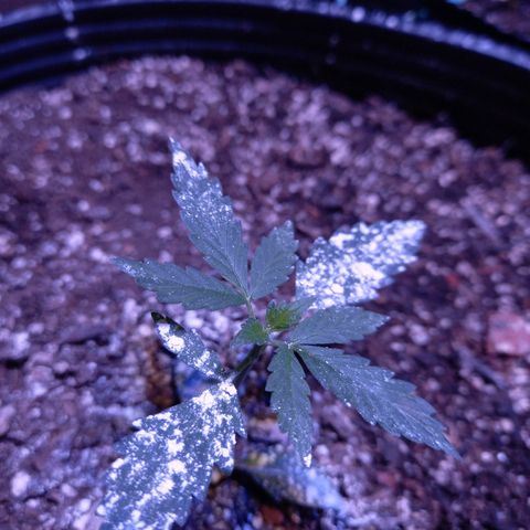 Victoria growlog timeline photo