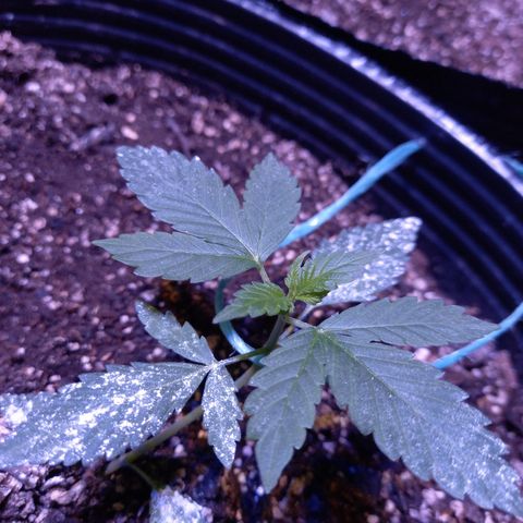 Agostina growlog timeline photo