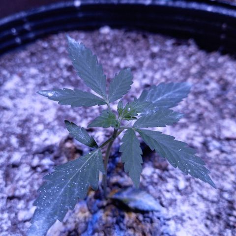 Victoria growlog timeline photo