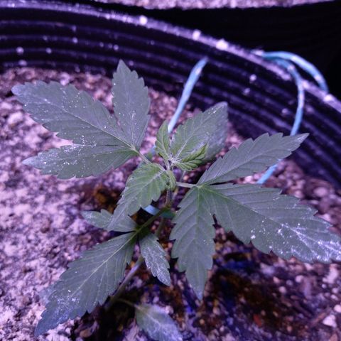 Agostina growlog timeline photo