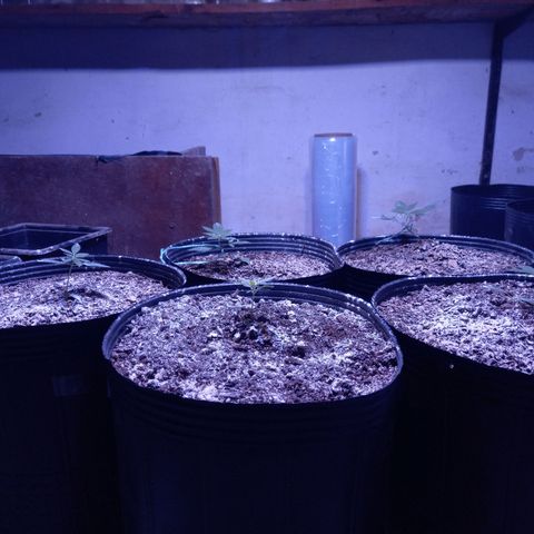 Agostina growlog timeline photo