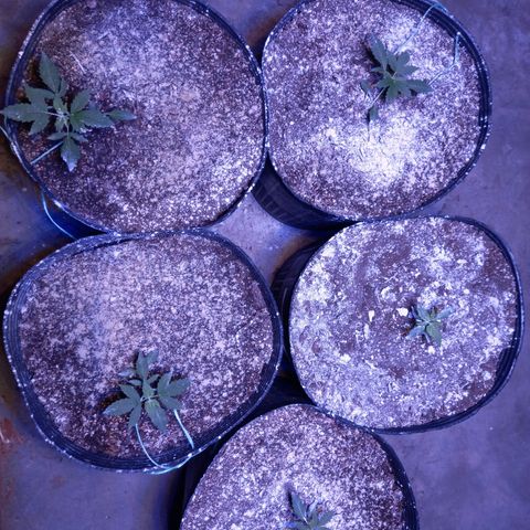 Agostina growlog timeline photo