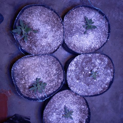 Agostina growlog timeline photo