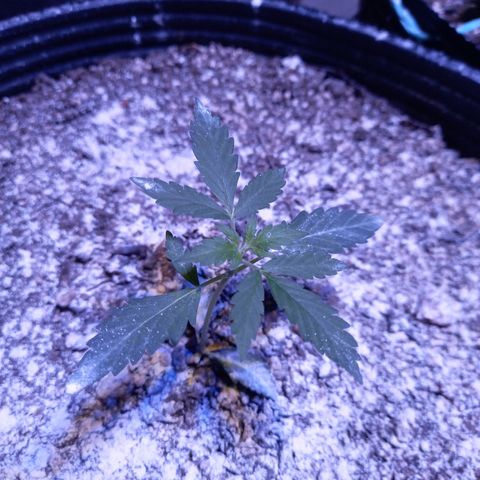 Victoria growlog timeline photo
