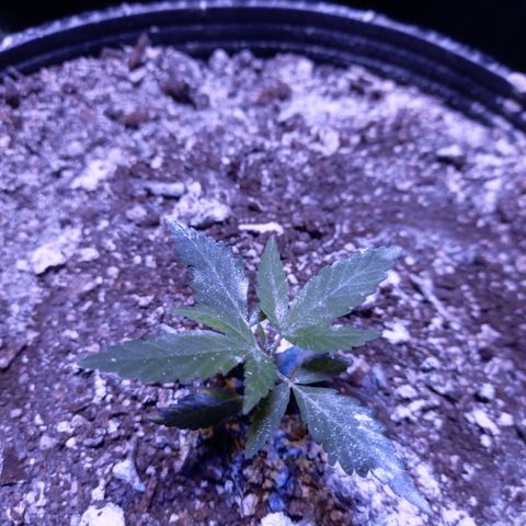 Victoria growlog timeline photo