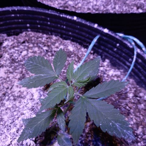 Agostina growlog timeline photo