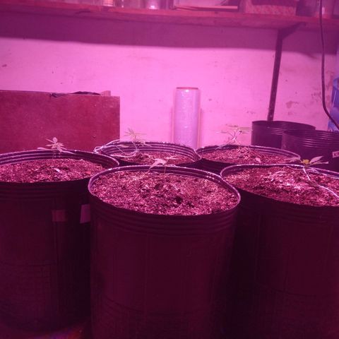 Agostina growlog timeline photo