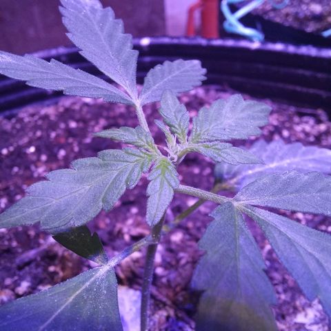 Victoria growlog photo: petisa floriada