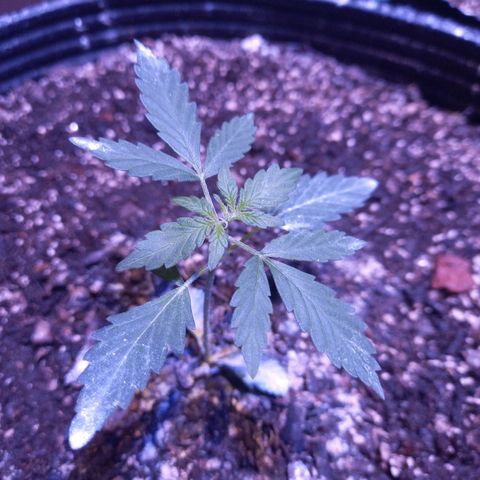 Victoria growlog photo: petisa floriada