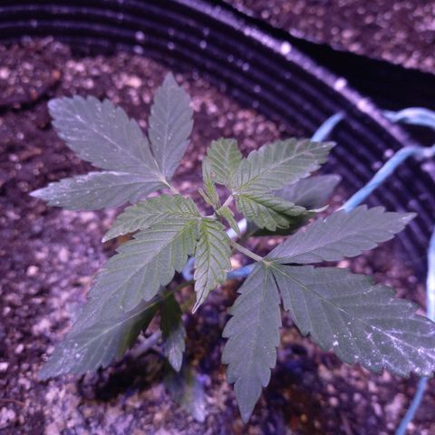 Agostina growlog timeline photo