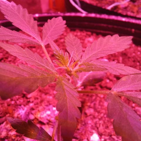 Victoria growlog timeline photo
