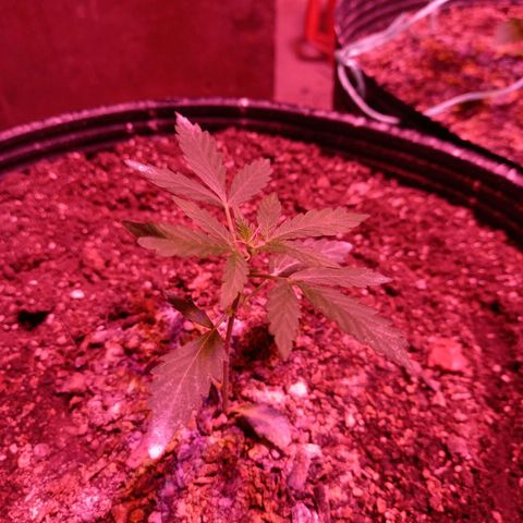 Victoria growlog timeline photo