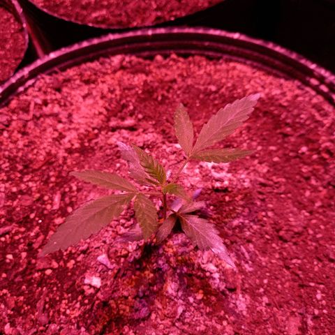 Victoria growlog timeline photo