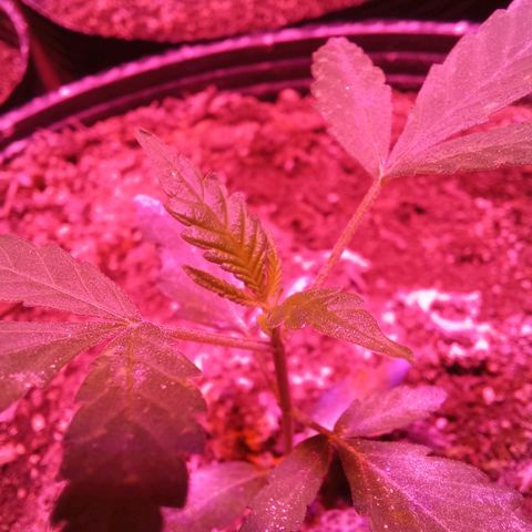 Victoria growlog timeline photo