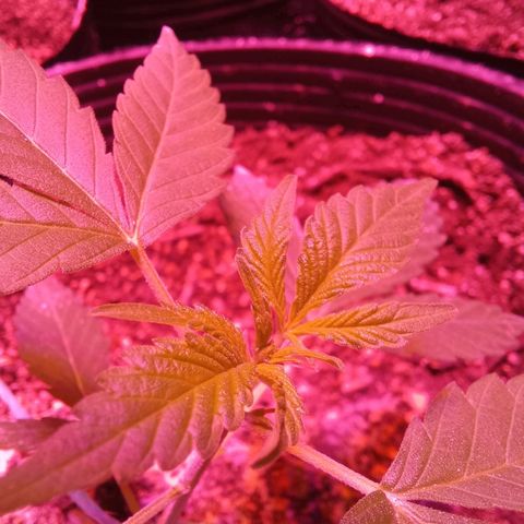 Agostina growlog timeline photo