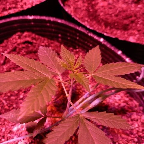 Agostina growlog timeline photo