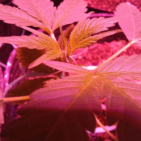 Agostina growlog timeline photo