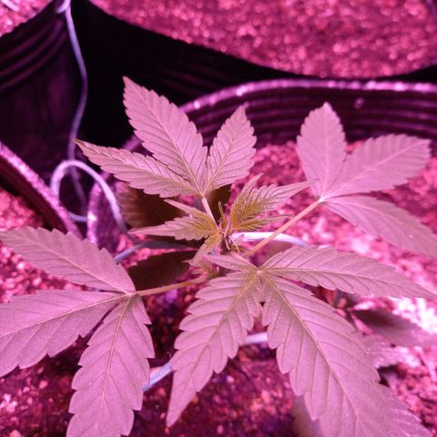 Agostina growlog timeline photo