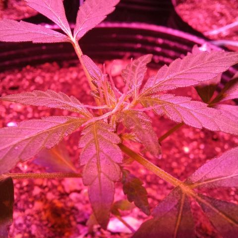 Victoria growlog timeline photo